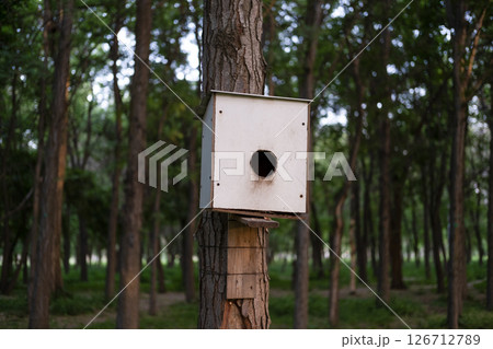 Beautiful birdhouse on a tree for birds Beautiful birdhouse on a tree for birds 126712789