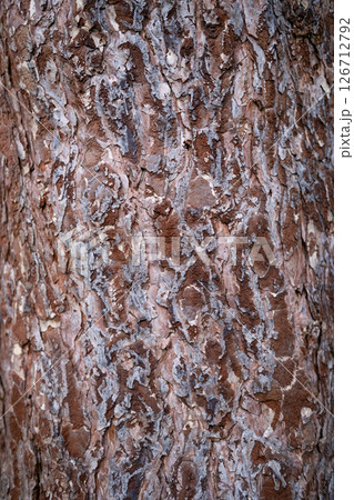 Oak tree bark background 126712792