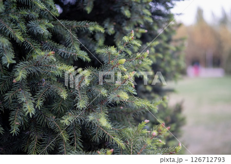 Christmas tree twigs in the park near 126712793