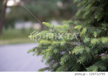 Christmas tree twigs in the park near Christmas tree twigs in the park near 126712795