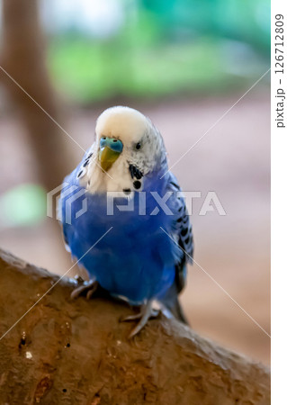 コバルトセキセイインコ【インコ科セキセイインコ属】 126712809