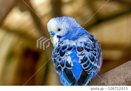 コバルトセキセイインコ【インコ科セキセイインコ属】 コバルトセキセイインコ【インコ科セキセイインコ属】 126712813
