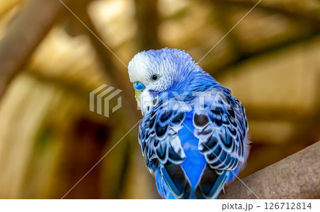 コバルトセキセイインコ【インコ科セキセイインコ属】 コバルトセキセイインコ【インコ科セキセイインコ属】 126712814