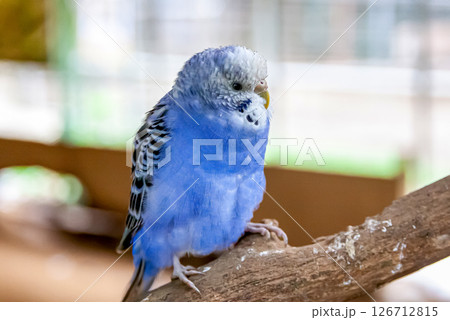 コバルトセキセイインコ【インコ科セキセイインコ属】 コバルトセキセイインコ【インコ科セキセイインコ属】 126712815