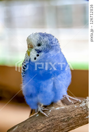 コバルトセキセイインコ【インコ科セキセイインコ属】 コバルトセキセイインコ【インコ科セキセイインコ属】 126712816