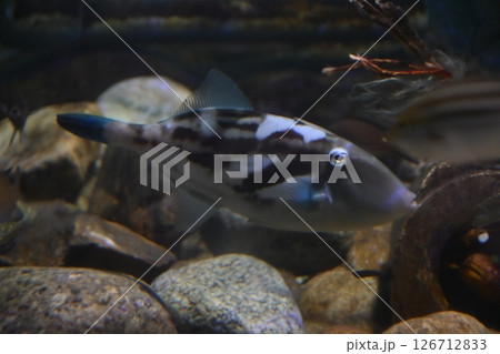 ウマヅラハギ ウマヅラハギ 126712833