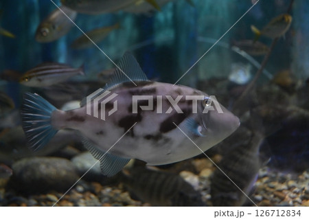 ウマヅラハギ 126712834