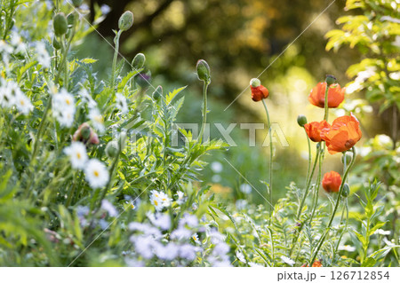 Beautiful spring background with wild meadow grass and flowering poppy flowers in the rays of sunset Beautiful spring background with wild meadow grass and flowering poppy flowers in the rays of sunset 126712854