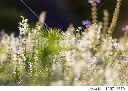 Beautiful spring background with wild meadow grass and sage flowers in the rays of sunset Beautiful spring background with wild meadow grass and sage flowers in the rays of sunset 126712870