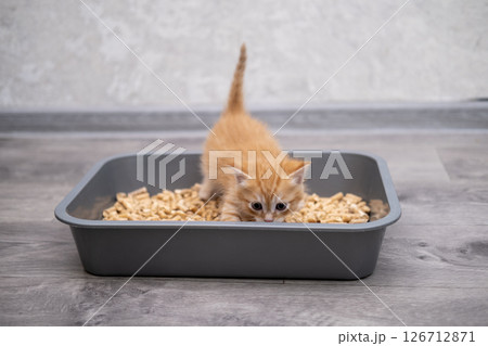 A small kitten in a litter tray A small kitten in a litter tray 126712871