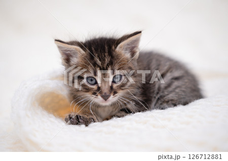 Cute kitten playing on a white blanket Cute kitten playing on a white blanket 126712881