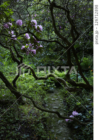 Purple rhododendron flowers in a dark green forest background with bright pink flowers. Natural floral background Purple rhododendron flowers in a dark green forest background with bright pink flowers. Natural floral background 126712898