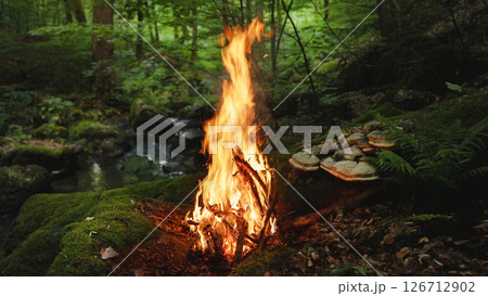 Crackling Campfire in the Ancient Fantasy Forest , Authentic Place 126712902