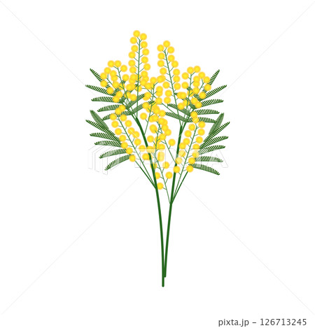 ミモザ_アイソメトリックのイラスト ミモザ_アイソメトリックのイラスト 126713245
