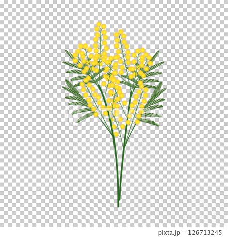 ミモザ_アイソメトリックのイラスト ミモザ_アイソメトリックのイラスト 126713245