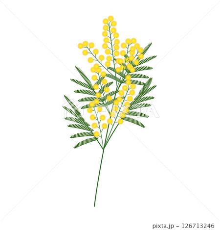 ミモザ_アイソメトリックのイラスト 126713246