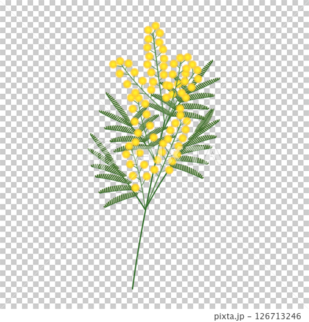 ミモザ_アイソメトリックのイラスト 126713246
