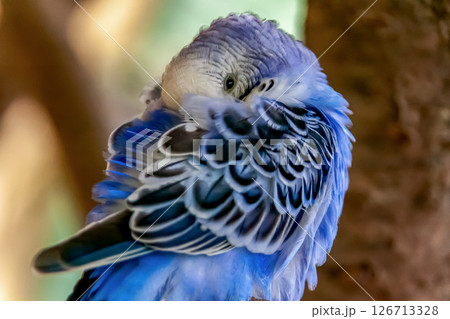 コバルトセキセイインコ【インコ科セキセイインコ属】 コバルトセキセイインコ【インコ科セキセイインコ属】 126713328