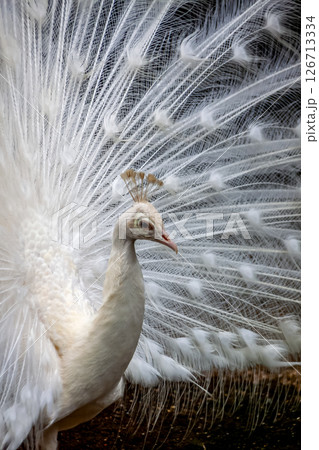 インドクジャクが突然変異で白くなったシロクジャク羽根 126713334