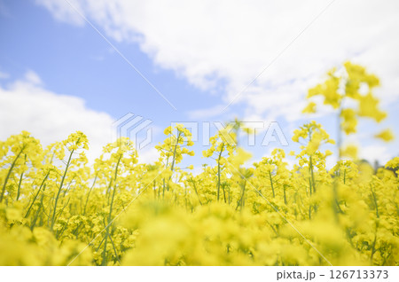 満開の菜の花畑 満開の菜の花畑 126713373