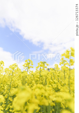 満開の菜の花畑 126713374