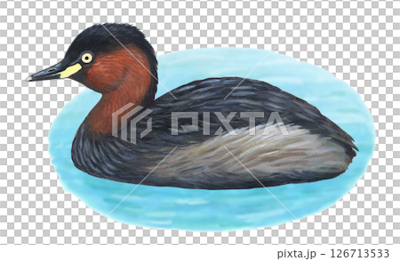 小鸊鷉插圖 126713533