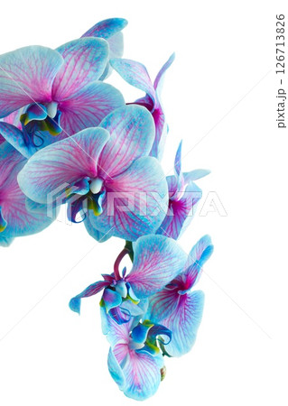 row of tropical flowers 126713826