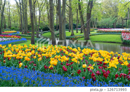 Rows of tulip flowers 126713993
