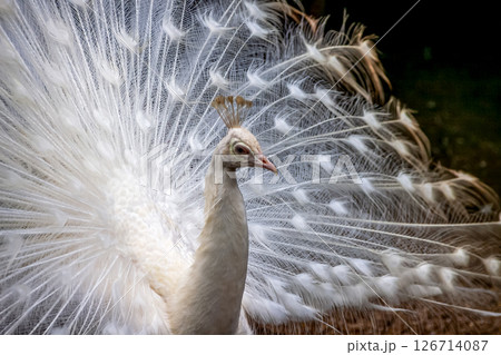 インドクジャクが突然変異で白くなったシロクジャク羽根 インドクジャクが突然変異で白くなったシロクジャク羽根 126714087