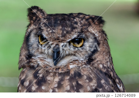 鮮やかな黄色の虹彩を持つアフリカワシミミズクの目線 126714089