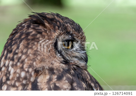 鮮やかな黄色の虹彩を持つアフリカワシミミズクの目線 126714091