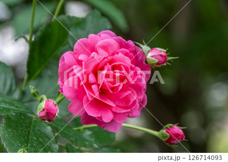 ガーデンローズとして愛される満開が近いイングリッシュローズ 126714093