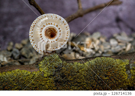 Spiral Sea Snail Shell on Mossy Branch 126714136