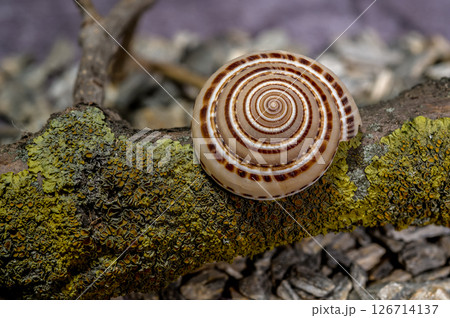 Spiral Sea Snail Shell on Mossy Branch Spiral Sea Snail Shell on Mossy Branch 126714137