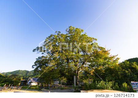 野間の大けやき 野間の大けやき 126714173