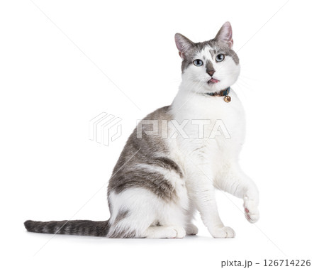 House cat on white background 126714226