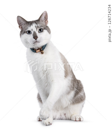 House cat on white background 126714234