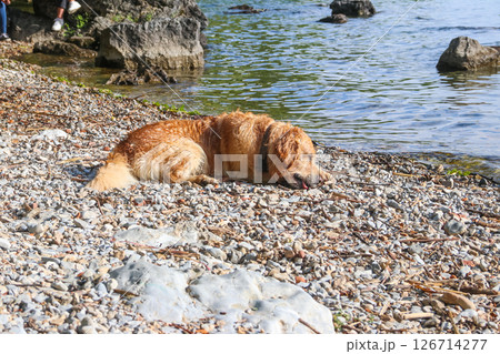 Golden Retriever dog lying at lake shore 126714277