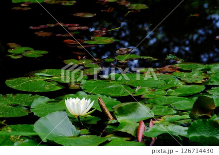 水の妖精スイレンの花 126714430
