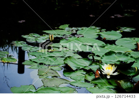 水の妖精スイレンの花 126714433