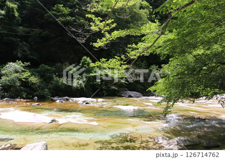 初夏の面河渓 126714762