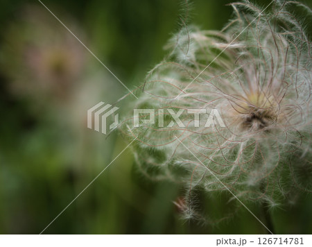 暖かい5月に実った「オキナグサ(翁草)」の種子 暖かい5月に実った「オキナグサ(翁草)」の種子 126714781