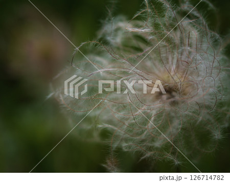 暖かい5月に実った「オキナグサ(翁草)」の種子 暖かい5月に実った「オキナグサ(翁草)」の種子 126714782