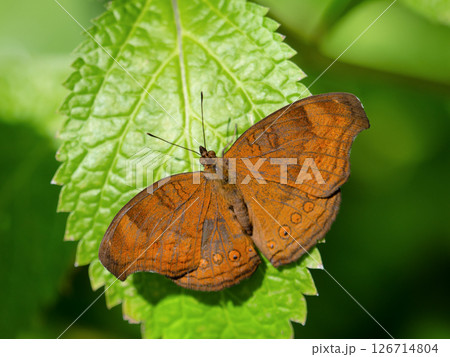 イワサキタテハモドキ イワサキタテハモドキ 126714804