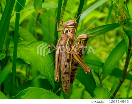 草にいる交尾したツチイナゴ 126714966