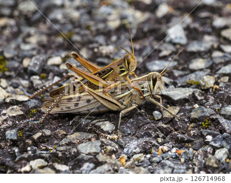 地面にいる交尾したツチイナゴ 126714968