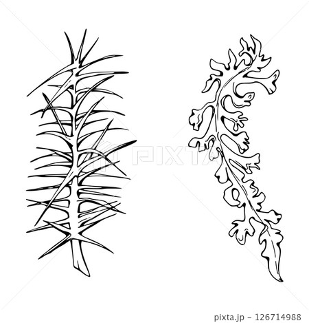 Horsetail clubmoss wild forest plant growing on wetlands marshes, damp shady grounds. Single element botanical illustration hand drawn in vector ink. Wildcrafting workshop brochures, nature journal Horsetail clubmoss wild forest plant growing on wetlands marshes, damp shady grounds. Single element botanical illustration hand drawn in vector ink. Wildcrafting workshop brochures, nature journal 126714988
