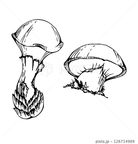Suillus larch bolete slippery jack mushroom fungus. Single element hand drawn in vector ink. Autumn forest harvest, vegan cooking edible raw ingredient. Seasonal menu recipe cards, kitchen cookbooks 126714989