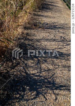 秋の日差しを浴びて小道に雑草の影が落ちる 秋の日差しを浴びて小道に雑草の影が落ちる 126715134