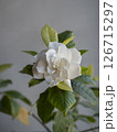 梔子（クチナシ）の花 126715297